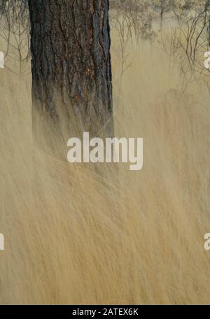 Purple moor grass on a windy day. Stock Photo