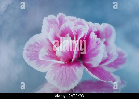 Awesome pink and white azalea on a mirror on a pale blue background Stock Photo