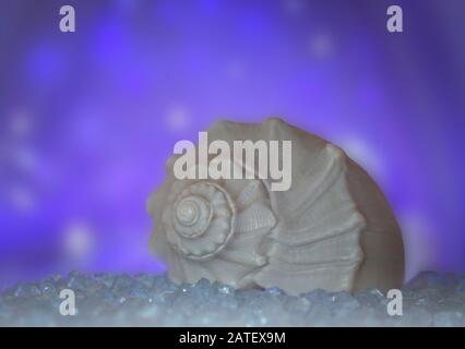 close up of a  pear whelk seashell on salt on a beautiful luminous  blue bokeh background Stock Photo
