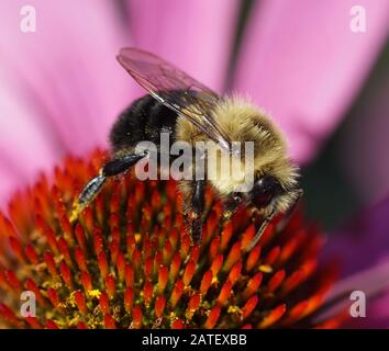 Extreme close-up of a bumblebee on a pink echinacea flower Stock Photo