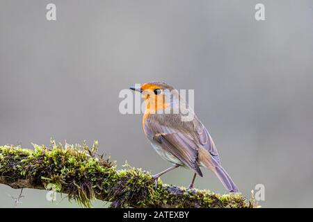 Robin redbreast in mid Wales Stock Photo
