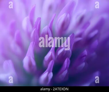 Extreme close-up of a pale purple clover flower Stock Photo