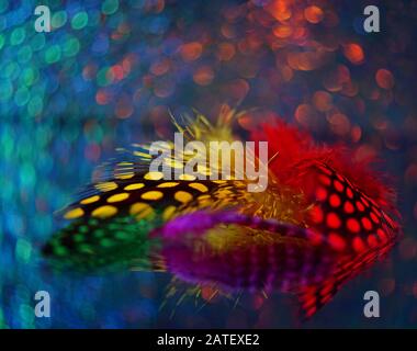 Beautiful close up of polka dot feathers on a multicolor bokeh background Stock Photo