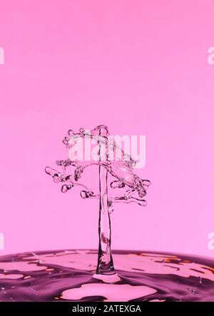 Abstract photograph of a water drop collision created with two water drops splashing together isolated against a pink background. Stock Photo