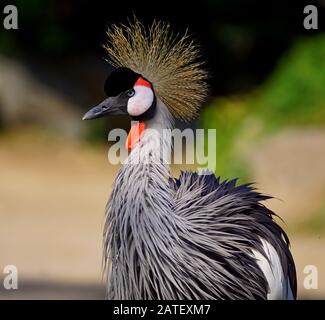 Close-up portrait of a grey crowned crane Stock Photo