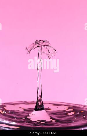 Abstract photograph of a water drop collision created with two water drops splashing together isolated against a pink background. Stock Photo