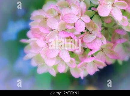 Beautiful Close up of pink and white hydrangeas on a blue and green natural background Stock Photo