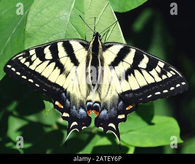 Extreme close-up of a papilio garamas butterfly on a green leaf Stock Photo