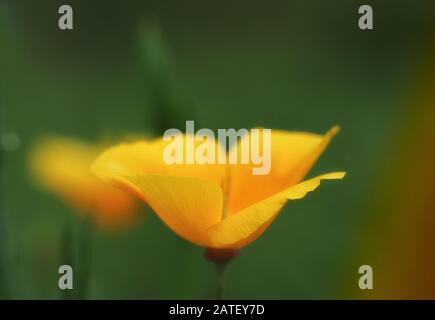 Extreme close-up of a yellow Iceland poppy on a multicolor background Stock Photo