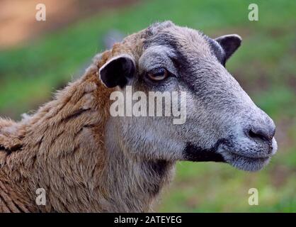 Close up of a big horn female sheep on a green background Stock Photo