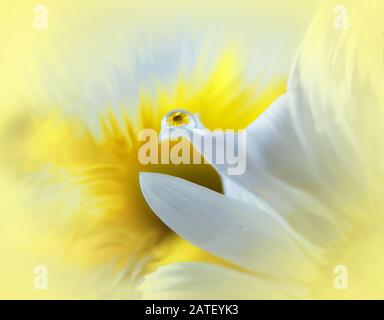 Awesome close-up of the reflection of a white and yellow daisy in a drop of water Stock Photo