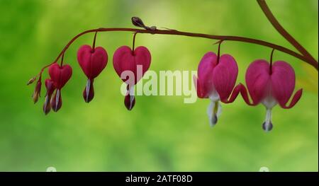 Close up of bleeding hearts flowers  hand in hand on a soft green background Stock Photo