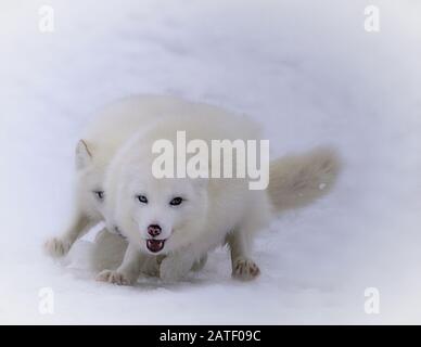 Two beautiful white arctic foxes racing in the snow Stock Photo