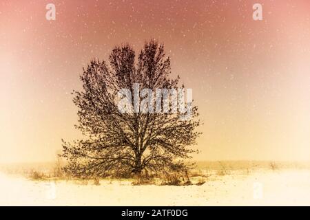 A beautiful landscape of an isolated tree in the first winter snowfall Stock Photo