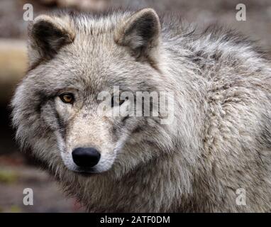 Amazing extreme close-up portrait of a grey wolf Stock Photo