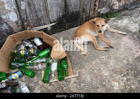 Stray dog empty glass beer bottles, Toco, Trinidad and Tobago Stock Photo