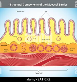 Columnar epithelium, illustration Stock Photo - Alamy