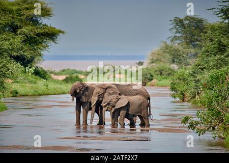 three African bush elephants, Loxodonta africana, standing in river in Manyara National Park, Tanzania, Africa