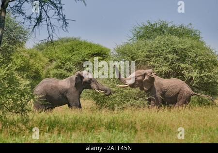 fighting elephant bulls,African bush elephants, Loxodonta africana, in Tarangire National Park, Tanzania, Africa Stock Photo