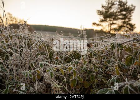A frosty overgrown wire fence in Belgium Stock Photo