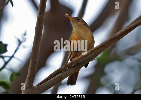 MOUNTAIN WREN (Troglodytes solstitialis), small bird hidden among branches looking for its food. Lima Peru Stock Photo