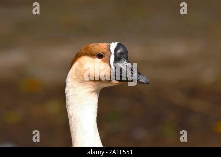 Swan goose (Anser cygnoides), beautiful exotic bird resting on the banks of a lagoon. Lima Peru Stock Photo