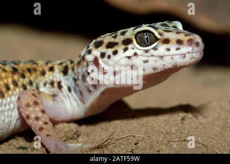Common leopard gecko, Leopardgecko, Eublepharis macularius, leopárdgekkó Stock Photo