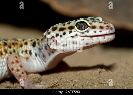 Common leopard gecko, Leopardgecko, Eublepharis macularius, leopárdgekkó Stock Photo