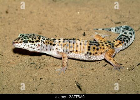 Common leopard gecko, Leopardgecko, Eublepharis macularius, leopárdgekkó Stock Photo