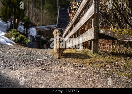 amazing brown cat walking towards the camera. Beautiful cat in nature environment. brown cat with green eyes in the beautiful nature of austria Stock Photo