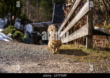 amazing brown cat walking towards the camera. Beautiful cat in nature environment. brown cat with green eyes in the beautiful nature of austria Stock Photo