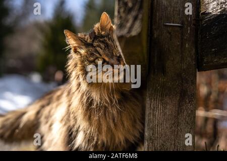 amazing brown cat walking towards the camera. Beautiful cat in nature environment. brown cat with green eyes in the beautiful nature of austria Stock Photo