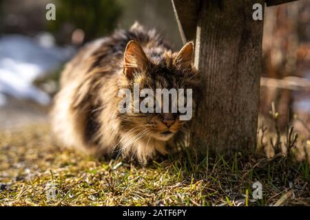 amazing brown cat walking towards the camera. Beautiful cat in nature environment. brown cat with green eyes in the beautiful nature of austria Stock Photo