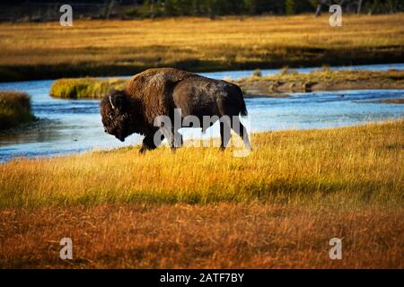 Stacked pile of cast elk horns at the National Bison Range in Montana, USA  Stock Photo - Alamy