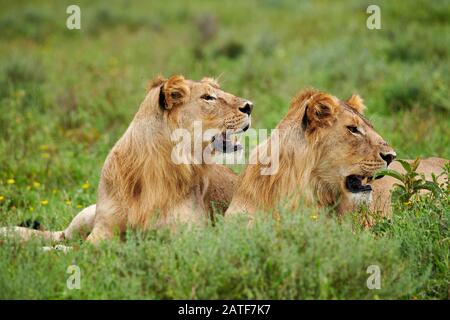 two younger male lion (Panthera leo) in Serengeti National Park, UNESCO world heritage site, Tanzania, Africa