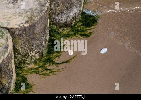 Algae on groynes in the Baltic Sea Stock Photo