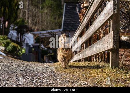 amazing brown cat walking towards the camera. Beautiful cat in nature environment. brown cat with green eyes in the beautiful nature of austria Stock Photo