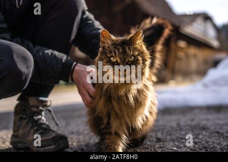 amazing brown cat walking towards the camera. Beautiful cat in nature environment. brown cat with green eyes in the beautiful nature of austria Stock Photo