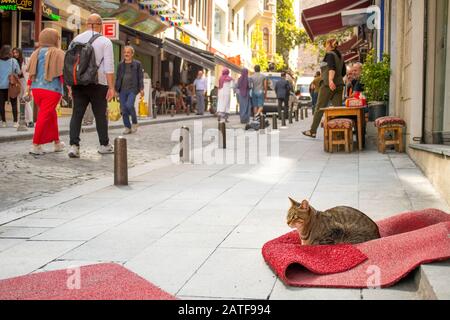 A stray striped gray and brown tabby cat relaxes on a red rug as local Turks shop and pass by in the Karakoy district of Istanbul Turkey. Stock Photo