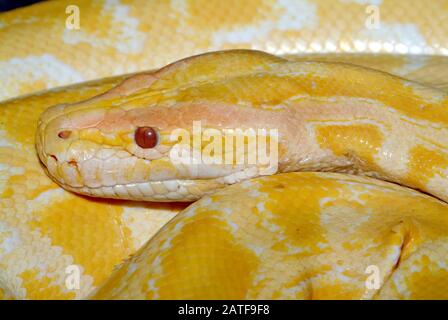 Burmese python, albino, Tigerpython, Python bivittatus, szalagos ...