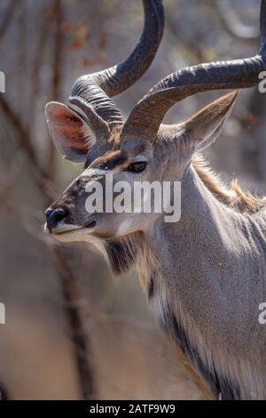 A head shot of a kudu in the Kruger National Park. Stock Photo