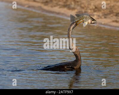 An African darter successfully piercing a fish at Lake Placid in the Kruger National Park Stock Photo