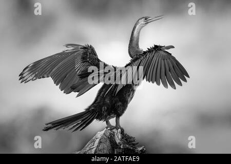 African darter drying out on a tree stump after fishing in Lake Panic, Kruger National Park in South Africa Stock Photo