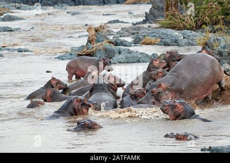 fighting Hippos (Hippopotamus amphibius) in famous Hippo-Pool of Serengeti National Park, UNESCO world heritage site, Tanzania, Africa Stock Photo