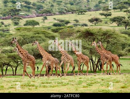 Massai giraffes 'Giraffa camelopardalis tippelskirchi' in Serengeti, Ngorongoro Conservation Area, UNESCO world heritage site, Tanzania, Africa Stock Photo