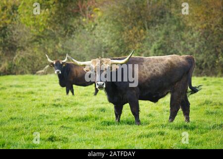 Hack cattle Stock Photo