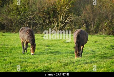 Exmoor ponies Stock Photo