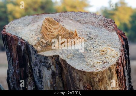 The remains of a tree just fallen in the forest. Logging firewood. Eye level shooting. Close-up. Selective focus. Without people. Stock Photo