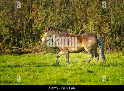 Exmoor ponies Stock Photo