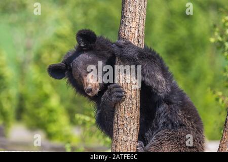 Black Bear climbing a tree on a sunny day Stock Photo